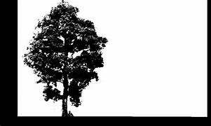 Image result for Hickory Tree Cross Section