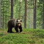 Image result for Wild Animals of Europe