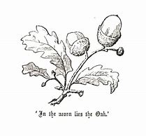 Image result for Oak Leaf and Acorn Drawing