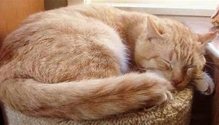 Image result for Orange Tabby Cat Clip Art