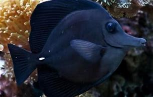 Image result for Black Long Nose Tang