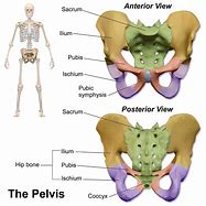 Image result for Megaloceros Pelvis