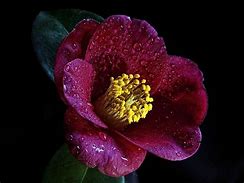 Image result for Maroon Flowers