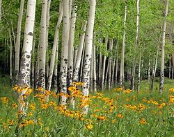 Image result for Landscaping with Aspen Trees