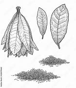 Image result for Indian Tobacco Plant Drawing