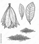 Image result for Tobacco Leaf Illustration