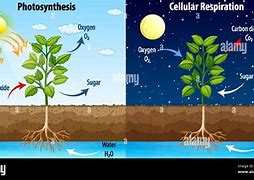 Image result for Photosynthesis and Cellular Respiration Comparison Chart