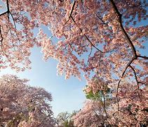 Image result for Cherry Blossom Tree Desktop