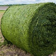 Image result for Alfalfa Hay Bales