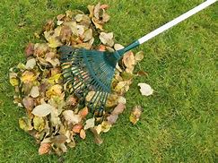 Image result for Leaf Cleaning