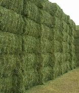 Image result for Alfalfa Hay and Color Variation