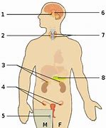 Image result for Endocrine System Unlabeled