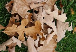 Image result for Oak Leaf Identification Chart