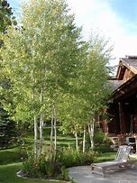 Image result for Landscaping with Aspen Trees