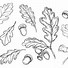 Image result for Oak Leaf Outline