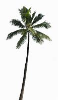 Image result for Palm Tree Leaf Coloring Page