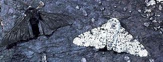 Image result for European Pepper Moth