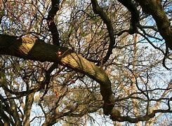 Image result for Thick Branch Horizontal White Background