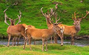 Image result for The Stags Head Coasters