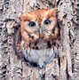 Image result for Eastern Screech Owl Legs