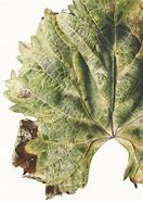 Image result for vine leaves watercolor