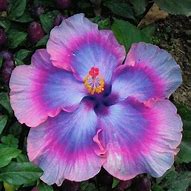 Image result for Hawaiian Flowers Images