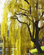 Image result for Willow Tree Angel with Red Flowers