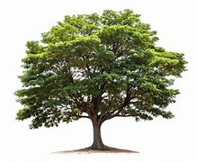 Image result for Stock Image Tree On Wall