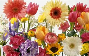 Image result for August Flower Screensaver