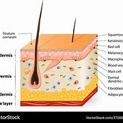 Image result for Skin Body Design