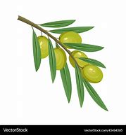 Image result for Curved Olive Branch Green Clip Art