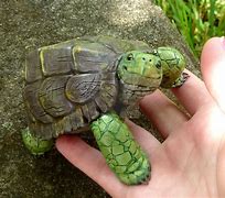 Image result for North Dakota Turtle Sculpture