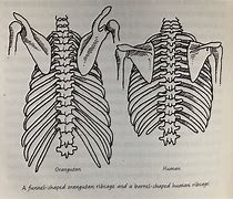 Image result for Rib Cage Shape