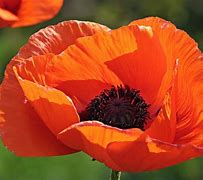 Image result for Real Poppy Flower Photography