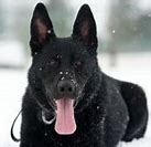 Image result for German Shepherd Baby Dog