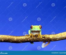 Image result for Blue Red Eyed Tree Frog