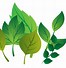 Image result for Leaves Vector Free