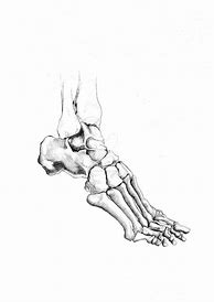 Image result for Skeleton Feet Drawing