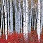 Image result for Birch Tree Leaves Images