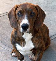 Image result for Boxer Dachshund Mix