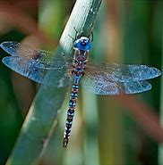 Image result for Dragonfly