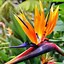 Image result for Bird of Paradise Plant