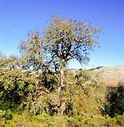 Image result for Spooky Tree Branch