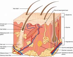 Image result for Human Skin Cell Diagram