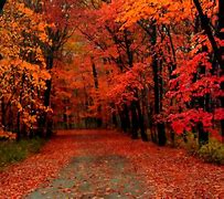 Image result for Free Fall Backgrounds Autumn Trees