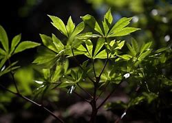 Image result for Sprouting Tree Images for Credit Repair