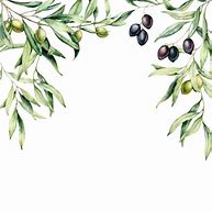 Image result for Watercolor Olive Branch Clip Art