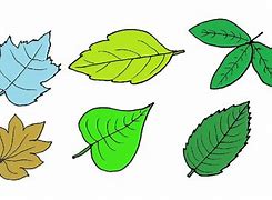 Image result for Leaf Drawing for Kids Coloring