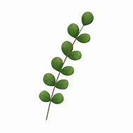 Image result for Cartoon Eucalyptus Leaves with Transparent Background