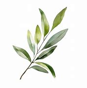 Image result for Olive Branch Two Hands